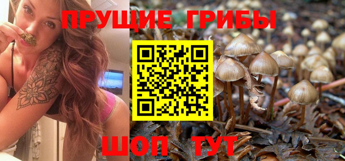 Псилоцибиновые грибы Psilocybine cubensis Касимов